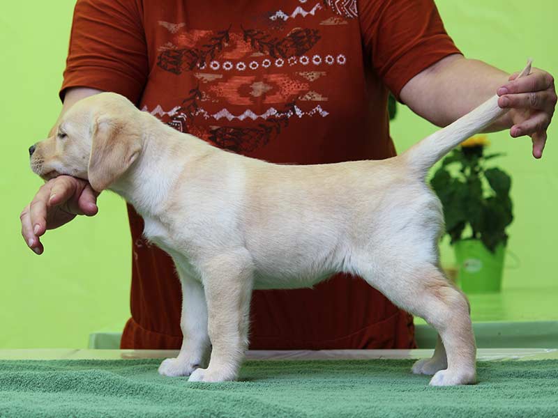 labrador-welpe-h1
