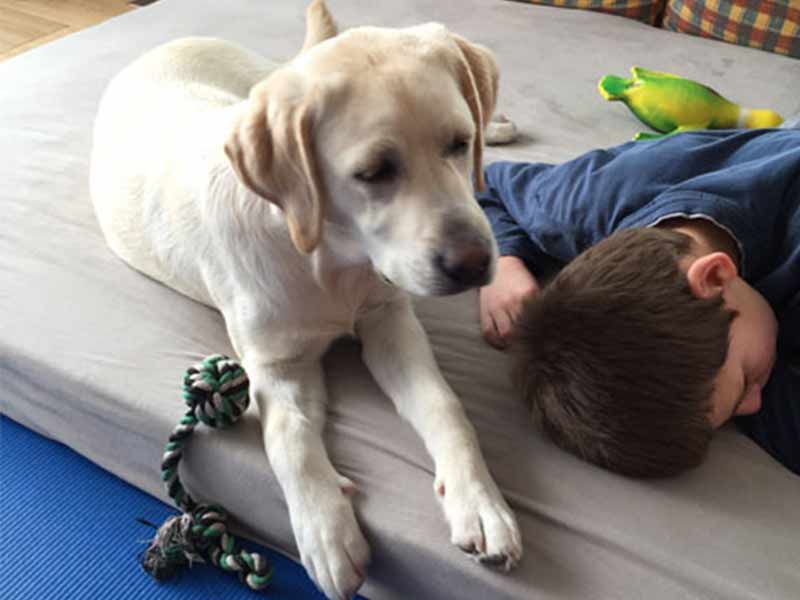 epilepsie-hund-1