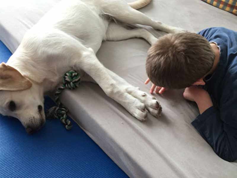 epilepsie-hund-2