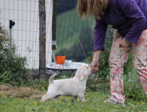 Diabeteswarnhund, Diabetikerwarnhund
