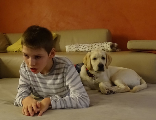 Epilepsiewarnhund