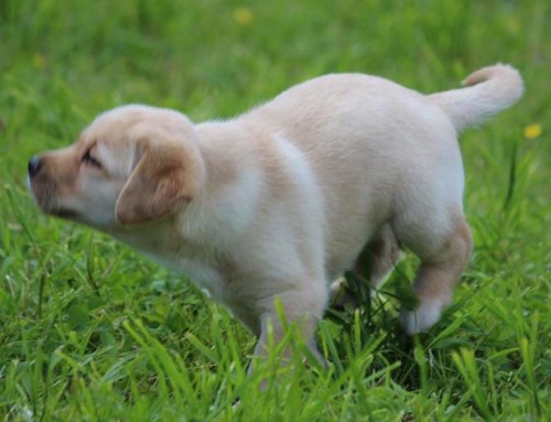 Honey Flower – Labrador Welpe gelb