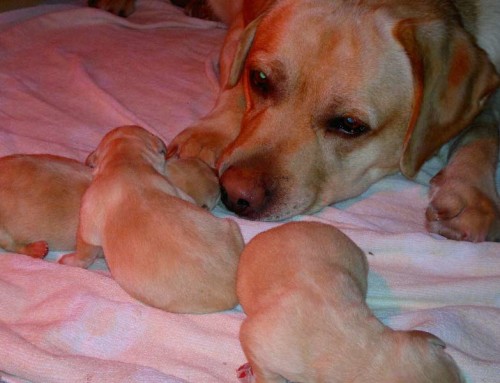 H-Wurf: Labrador Retriever Welpen gelb