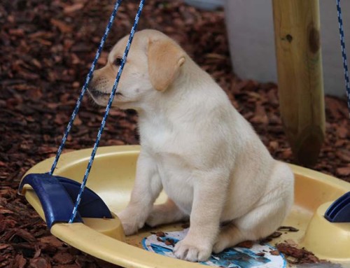 Henry Higgins – Labradorretriever Welpe gelb