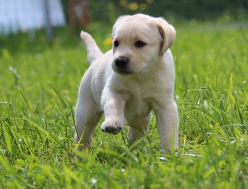 Happy Mathilda – Labradorwelpe gelb