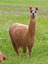 silky lama stute mutter 2