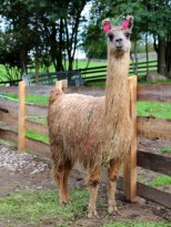 silky lama stute mutter 3