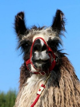 silky lama stute vater 1