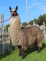 silky lama stute vater 2
