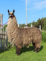 silky lama stute vater 3