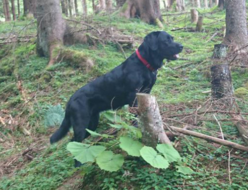 Assistenz Hund