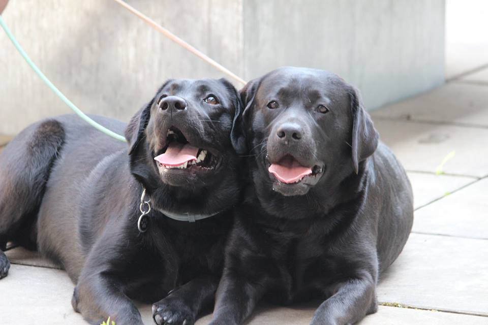assistenzhund-und-nele