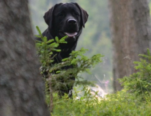 Blinden Führ Hund