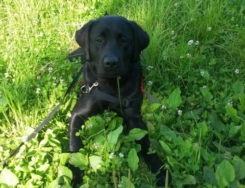 Staatlich zertifizierter Blindenführhund