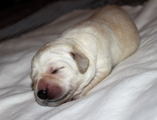 Labrador Retriever Welpen 2017