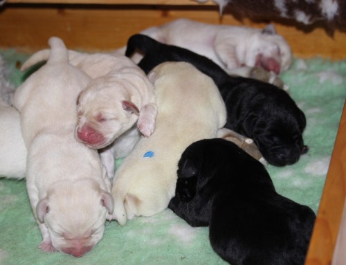 M-Wurf: Labrador Retriever Welpen 2018