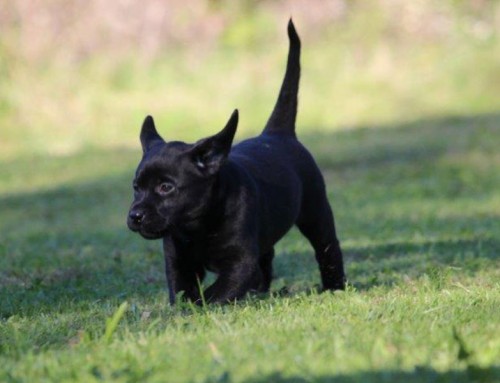 Labrador Retriever Welpe Lilly Lollypop