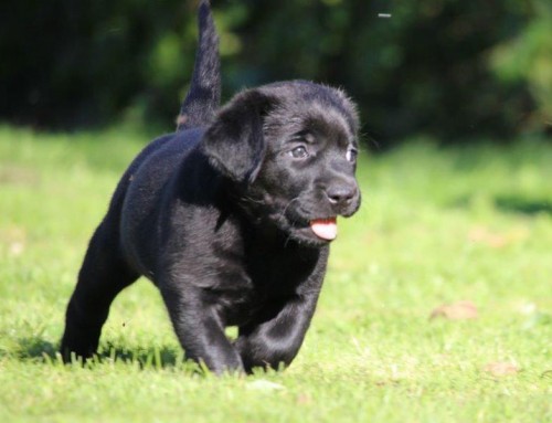 Labrador Retriever Welpe Little Drummer Boy