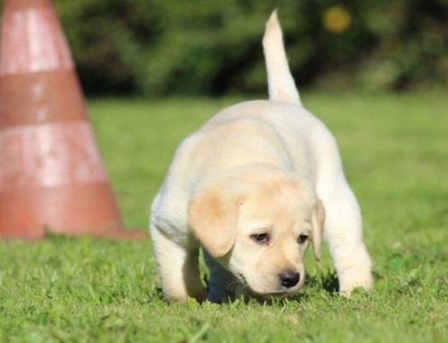 Labrador Retriever Welpe Longfellow Serenade