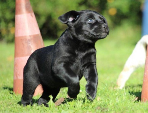 Labrador Retriever Welpe Lovely Ebony