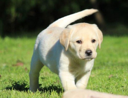 Labrador Retriever Welpe Lucky Mathilda
