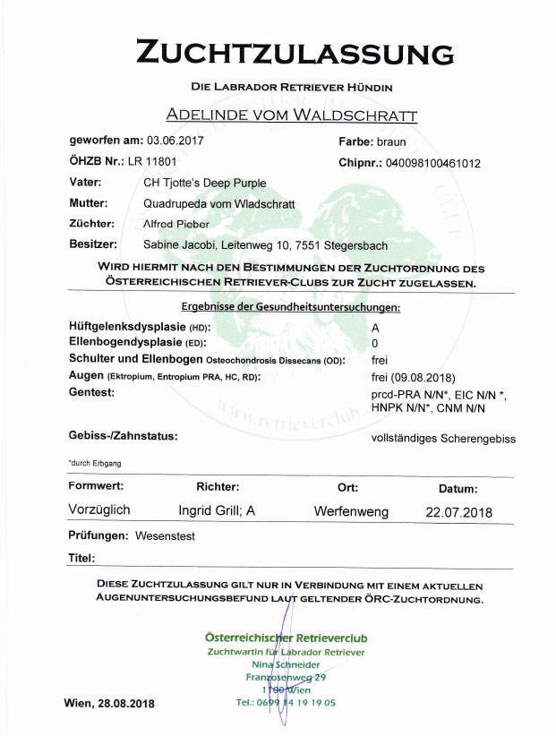 labrador-huendin-braun-zuchtzulassung-2