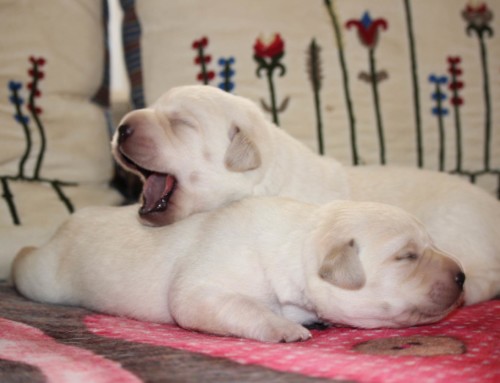 O-Wurf: Labrador Retriever Welpen 2019