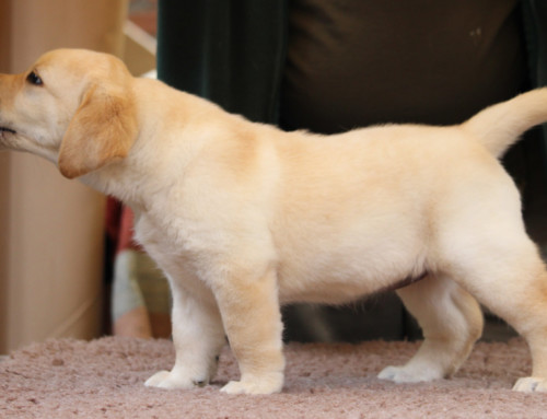Labrador Retriever Welpe Oh De Layla