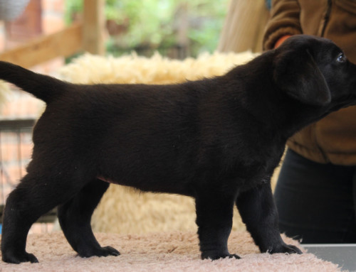 Labrador Retriever Welpe Oh La Luna
