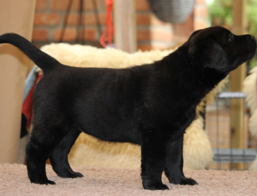 Labrador Retriever Welpe Dream of Mountain Oh Little Nele