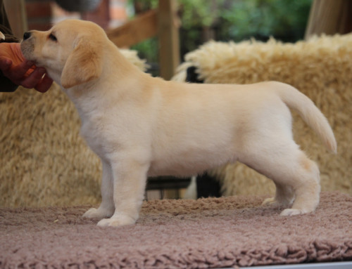 Labrador Retriever Welpe Oh Lovely Nala