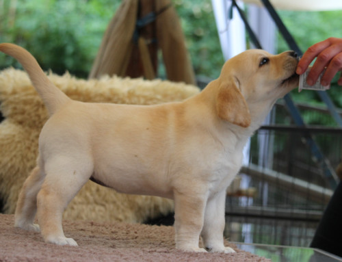 Labrador Retriever Welpe Oh Sweet Lana