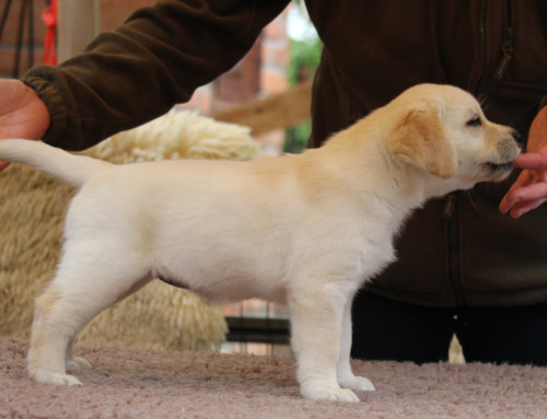 Labrador Retriever Welpe Only You