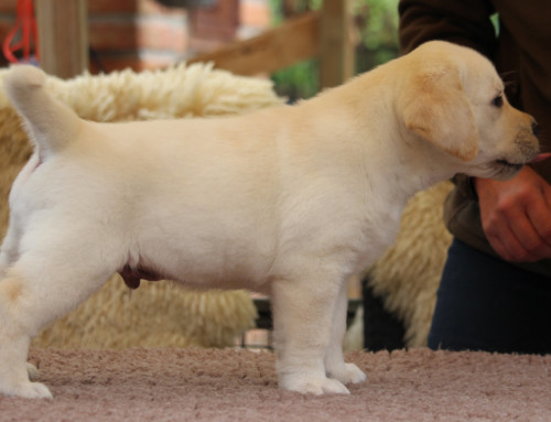 Labrador Retriever Welpe Old Friend Fridolin
