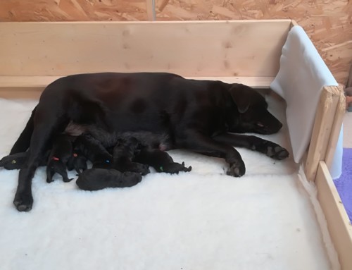 P-Wurf: Labrador Retriever Welpen 2020