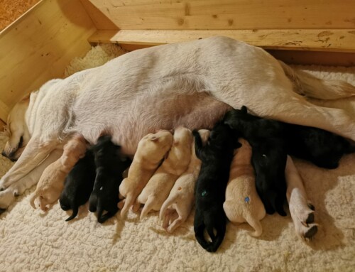 Q-Wurf: Labrador Retriever Welpen 2020