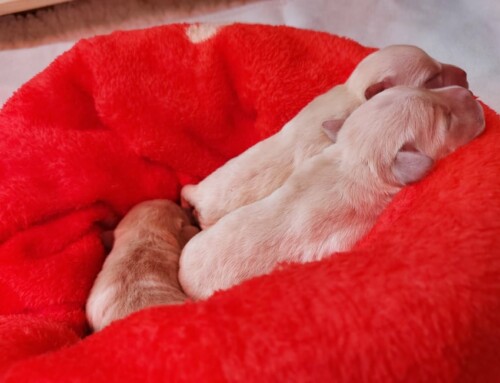 R-Wurf: Labrador Retriever Welpen 2020