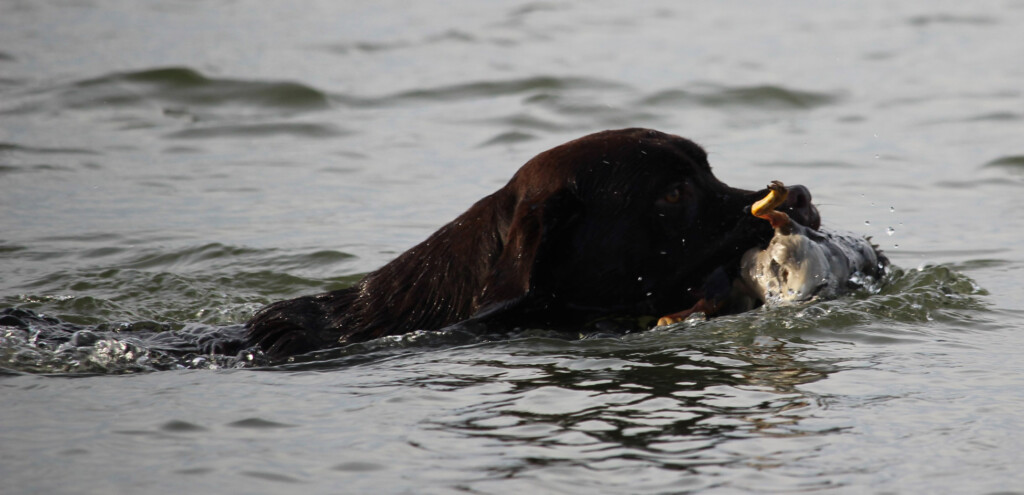 Labrador Rüde Jonte bei der Jagdprüfung