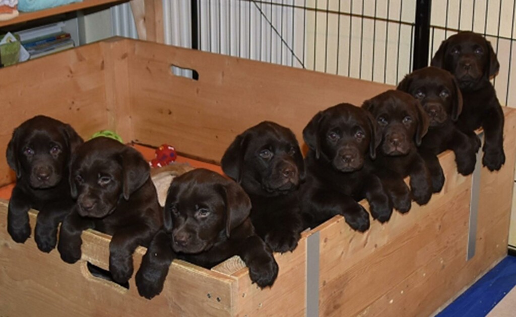 Nachzucht von Jonte Labrador Rüde 7 Wochen alt