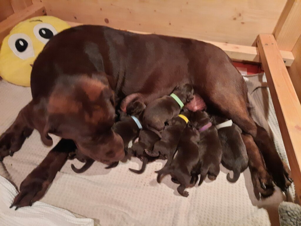 Nachzucht von Jonte Labrador Rüde nur wenige Stunden alt