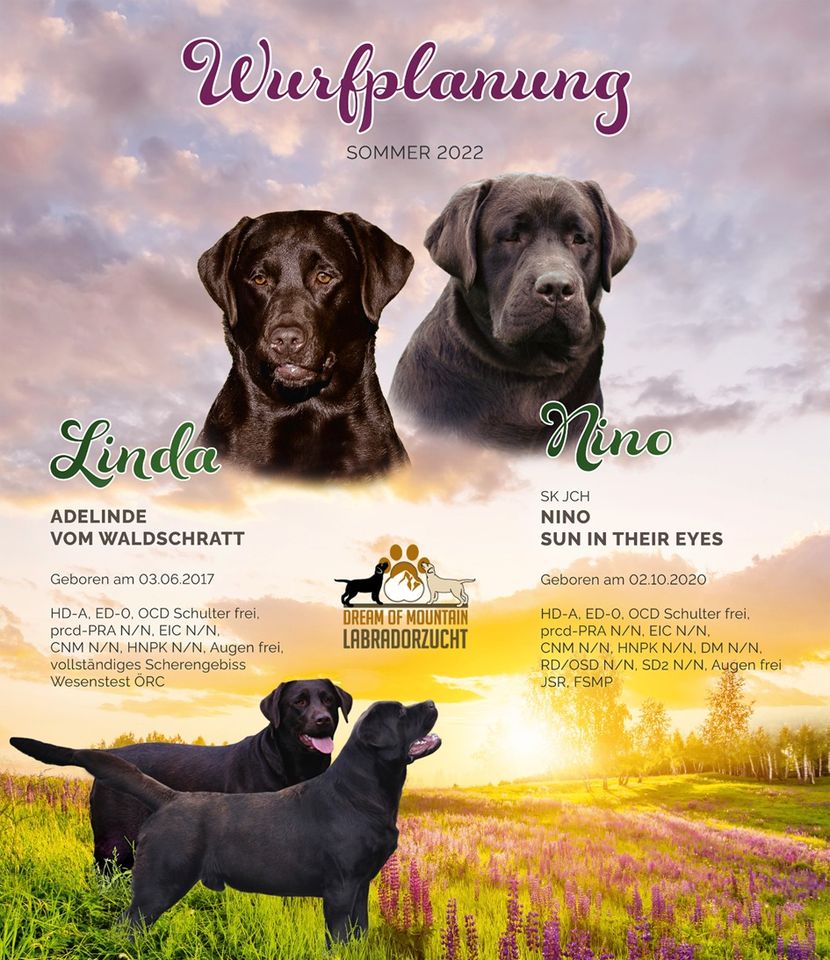 285217147_5055246457928858_2541782289461368603_n Linda NINO dream of mountain wurfplanung