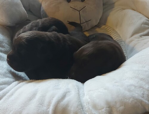 R-Wurf: Labrador Retriever Welpen 2022