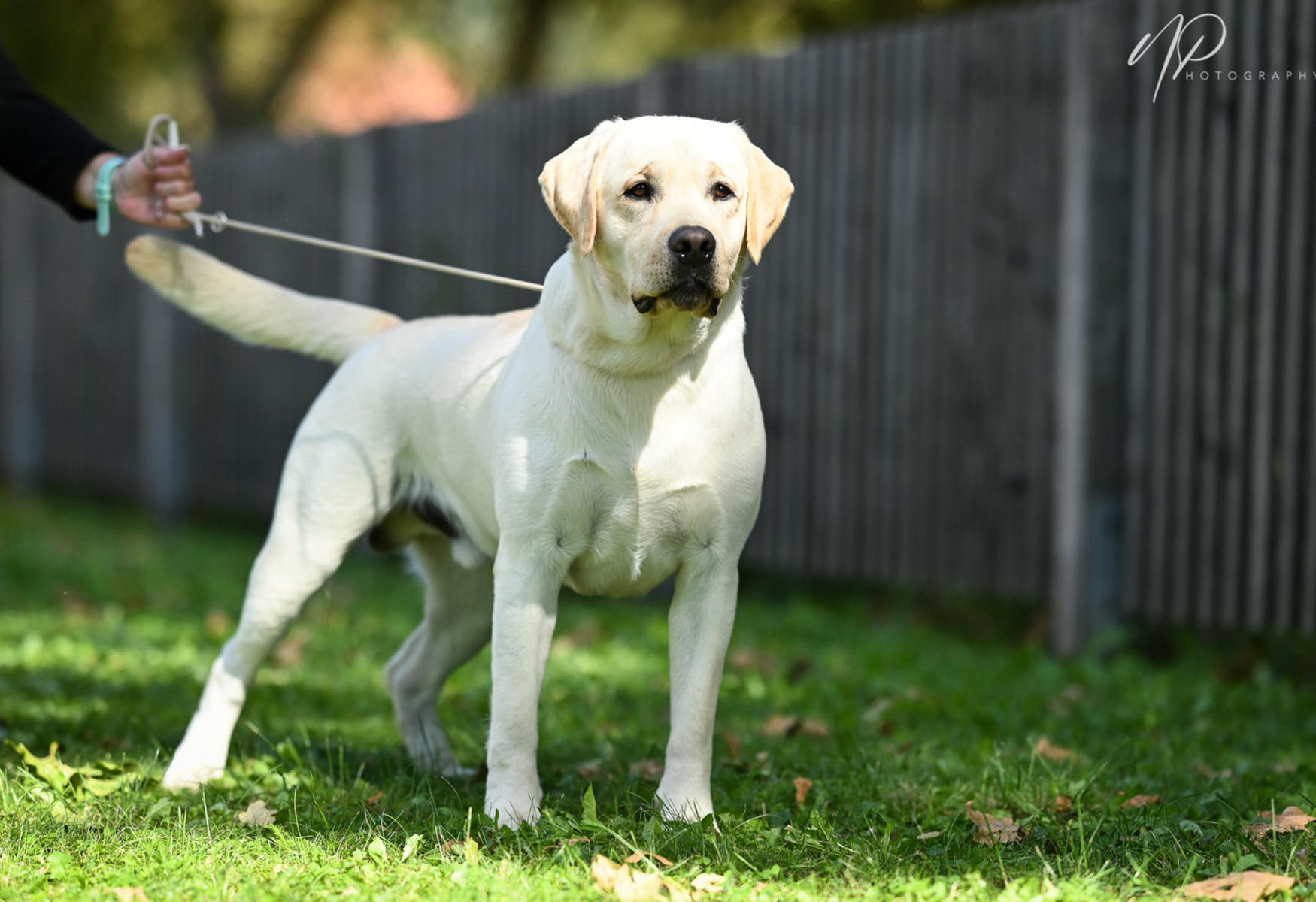Gelber Labrador Rüde - Elivs