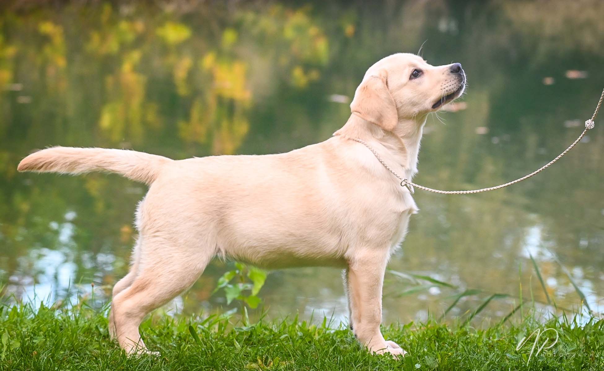 Gelbe Labrador Hündin Sumi