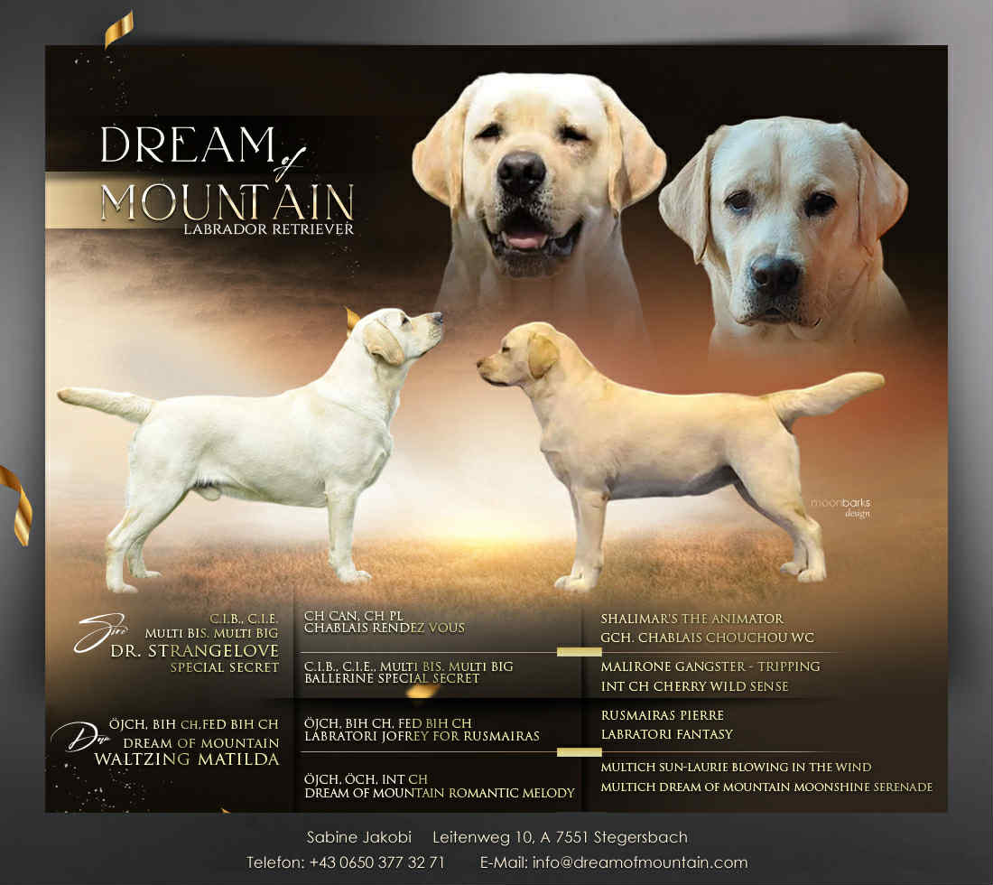 Wurfplanung Labradorzucht Burgenland Wurfplanung Labradorzucht DreamOfMountain im Burgenland