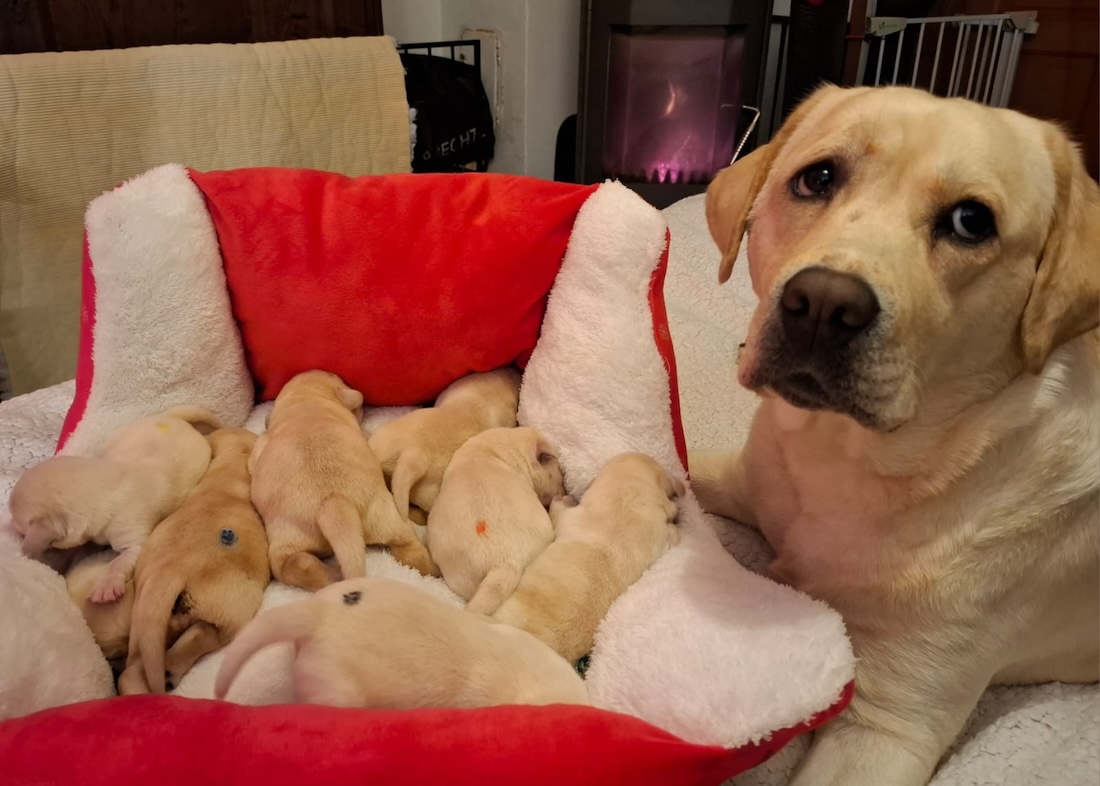 Sumis Welpen Wurfplanung Labradorzucht DreamOfMountain im Burgenland