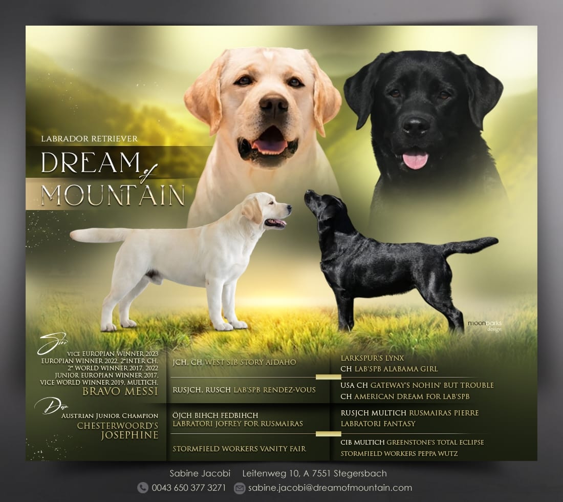 Wurfplanung Labradorzucht Burgenland Wurfplanung Labradorzucht DreamOfMountain im Burgenland